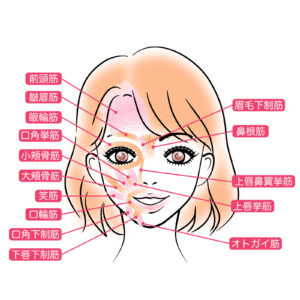 表情筋イラスト｜表情筋と美容鍼の関係｜顔の印象が変わる理由とは？